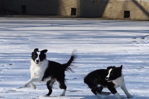 边境牧羊犬训练之容易程度分析（以宠物为主，探究边境牧羊犬是否容易训练）