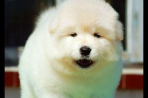 以小萨摩打什么疫苗最好？（为您的小萨摩提供最佳保护）