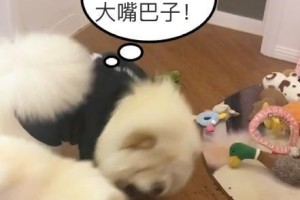 纠正蝴蝶犬护食坏毛病的方法（以宠物为主，让蝴蝶犬更健康快乐）