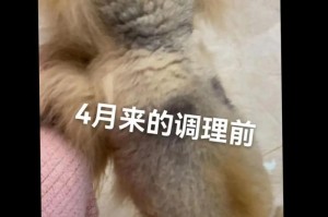 博美换胎毛需要多久？（换胎毛的时机、周期及关键因素分析）