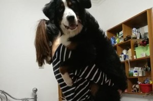 老年伯恩山犬养护指南（如何细心呵护你的老年伯恩山犬？）