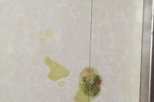 泰迪患细小病的相关知识（详解泰迪患细小病的症状、治疗和预防方法）