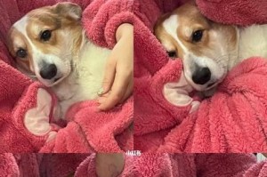 狗的下体的形态及相关知识（了解狗的下体形态及其重要性，助您更好地照顾您的爱宠）