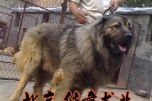 高加索犬（探寻高加索犬的价格和饲养要点，让你成为合格的高加索犬主人）