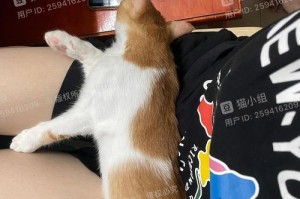 猫的图片与人类情感的共鸣（探索猫咪图片表达情绪的力量）