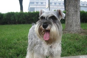 探寻世界上不同品种的雪纳瑞犬（从大小到外貌，了解各个雪纳瑞品种的特点与魅力）