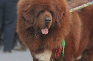 中国国犬——中华田园犬的独特魅力（传承千年的中华宝藏，彰显民族自信）