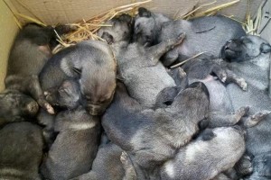 狼青犬的饮食需求与营养摄入（探索狼青犬的食物选择及关键营养素）