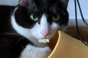 猫咪喝水全指南（如何让猫咪每天喝足够的水？——猫咪健康的保障）