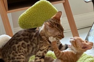 猫咪为什么爱打架？（探究猫咪争斗行为的原因及解决方法）
