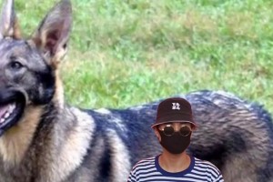 中国马犬的饮食需求（养马犬的主人必读）