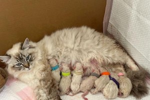 猫咪生产（揭秘猫咪生产周期及关键因素）