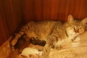 小猫生产的注意事项（新生小猫的护理和健康指南）