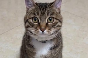 家猫的特点与魅力（了解家猫的特征和习性，享受与它们相伴的幸福生活）