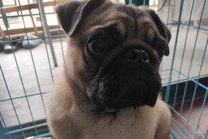 八哥犬的成长之旅（探寻八哥犬成长的奥秘，从幼犬到成年犬的转变）