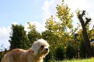 奥达猎犬的饲养方法（掌握奥达猎犬的性格特点，精心呵护它们健康成长）