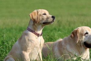 拉布拉多犬补钙必须吗？（探究拉布拉多犬补钙的必要性与注意事项）