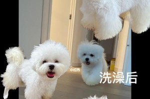 比熊犬洗澡全攻略（如何让你的比熊犬洁净亮丽）