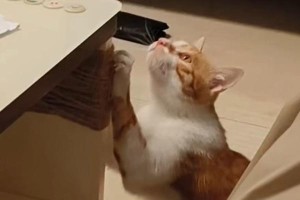 猫咪为什么喜欢舔爪子？（揭秘猫咪舔爪子的原因及益处）