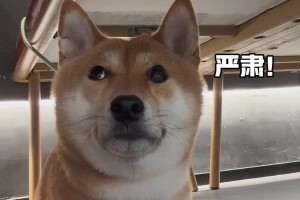狗儿最讨厌的气味（令狗狗不堪忍受的气味，你知道吗？）