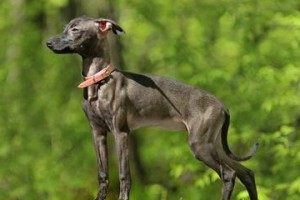 如何做好成犬期灵缇犬的日常检查（从饮食、运动、行为等方面全面呵护你的宠物）