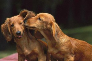 腊肠犬该如何选择适合的狗粮？（以宠物为主，让腊肠犬吃得健康美味）