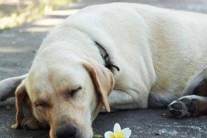 拉布拉多犬的成长过程——从幼年到老年的阶段（了解拉布拉多犬各个年龄段的特点和需求）