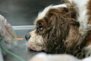 以拳师犬为主题的异食癖（探究宠物异食癖的成因、治疗方法与预防措施）