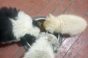 为什么不建议让猫吃狗粮？（探究猫和狗粮的区别，以及猫吃狗粮的风险）