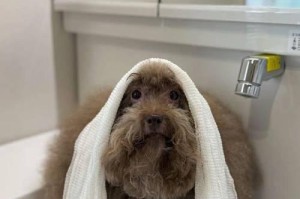 无毛犬种的特点与魅力（探索不同品种无毛犬的起源、特征和适应环境）