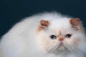 探索波斯猫的价格与魅力（从贵族猫到家庭伴侣，波斯猫的市场价格及特点一览）