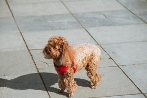 打造健康快乐的卡南犬饲养方法（掌握犬类喂养技巧，给宠物带来最好的生活体验）