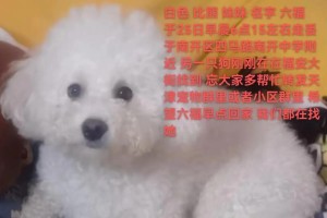 《狗妹妹的名字之旅》（寻找一个与她个性相符的名字）