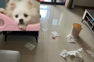 如何训练博美犬的惩罚方法（以宠物为主的科学惩罚方法，提高犬的行为素质）