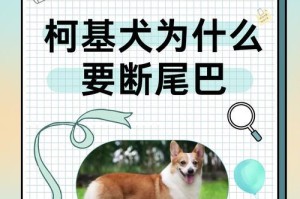 柯基犬为何会出现“系尾巴”现象？（探究柯基犬尾巴短小的原因及其与品种特征的关联）
