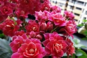 探秘长寿花的奥秘（了解长寿花的品种和特点，感受它的神奇魅力）