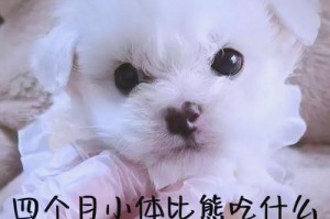 四个月大的比熊要遛多久？（了解你的小狗狗的遛狗需求及时间安排）