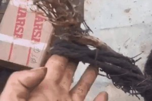 狗狗咬断绳子代表什么？（一只狗狗的行为背后蕴藏着的意义）