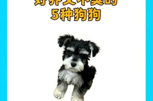 新手养狗的首选品种，这几种别错过！（适合新手养狗的狗狗品种推荐，让你从零开始成为狗狗的贴心主人。）