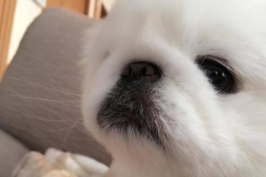 京巴犬眼鼻日常护理指南（让你的宠物健康无忧，从眼鼻开始）