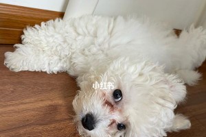 圣伯纳犬怀孕期间的饮食与营养（以宠物为主，让母犬及胎儿健康成长）