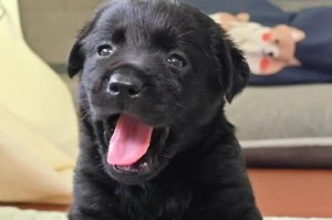 拉布拉多犬“偏瘦”的原因解析（了解拉布拉多犬偏瘦的成因及相关注意事项）