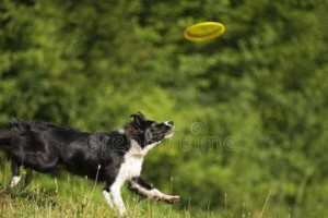 边境牧羊犬飞盘训练指南（以宠物为主，让你的犬只成为飞盘高手！）