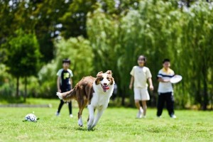 如何训练狗狗玩飞盘——提高宠物智商的关键（打造快乐亲密的主人与宠物关系）