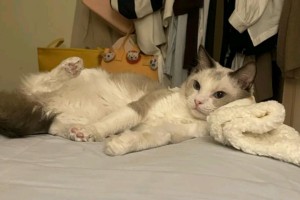 小猫毛色发黄怎么办？（宠物猫毛发黄的原因和治疗方法）