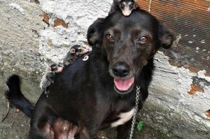 以猎狐犬拿耗子为主题的狗的天性和训练方法（探索猎狐犬天生的狩猎本能及其在拿耗子上的应用）