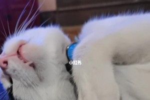 揭秘猫咪睡觉时抽搐的原因（为什么猫猫睡觉时会抽搐？探究其内在原因与治疗方法）