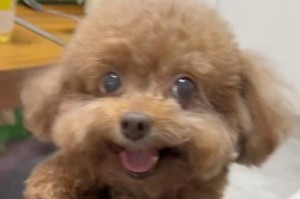 狗狗为何会啃自己的爪子？（探究狗狗啃爪子的原因及解决方法）