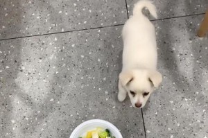 让宠物狗狗吃饭更干净整洁（从餐具、饮水到饮食习惯全方位提高干净程度，为“干净”）