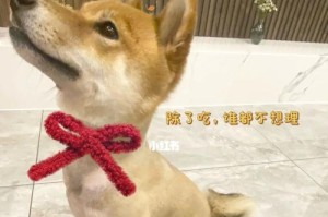 柴犬的毛发生长周期及特点（从幼犬到成年犬，毛发生长的演变过程）